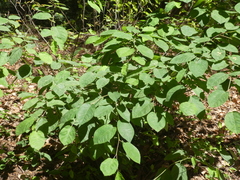Amelanchier × lamarckii