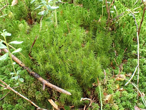 Dicranum majus observed 2026-10-24