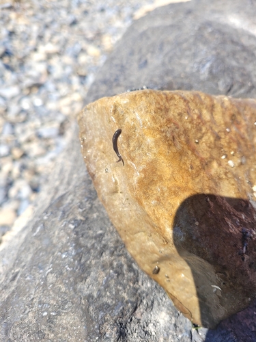Erpobdella punctata