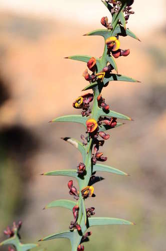 Image of Daviesia pectinata by (c) gmgoods, some rights reserved (CC BY)