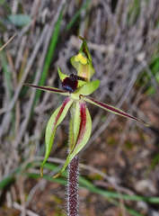 Caladenia toxochila