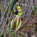 Caladenia toxochila - Photo (c) gmgoods,  זכויות יוצרים חלקיות (CC BY), הועלה על ידי gmgoods