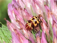 Cryptocephalus castaneus