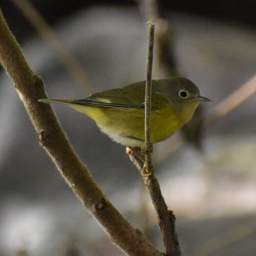 Nashville Warbler