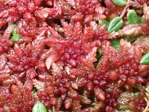 Sphagnum divinum observed 2026-10-24