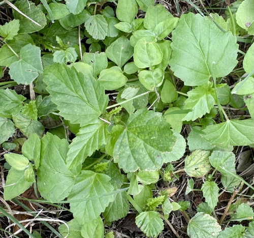 Malvastrum coromandelianum observed 2026-10-25