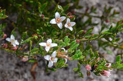 Cyanothamnus nanus