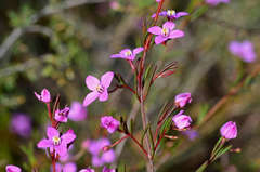 Boronia filifolia