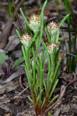 Blennospora drummondii