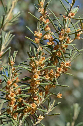 Image of Bertya tasmanica by (c) gmgoods, some rights reserved (CC BY)