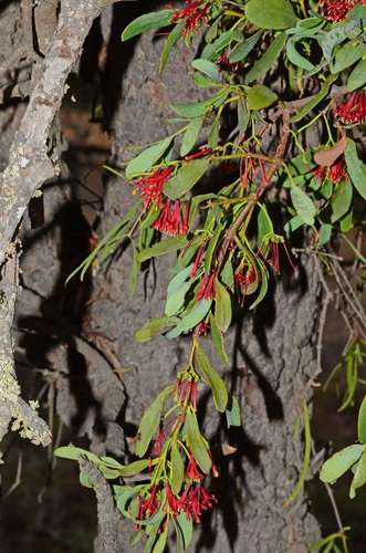 Image of Amyema miraculosa by (c) gmgoods, some rights reserved (CC BY)