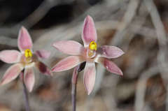 Thelymitra luteocilium