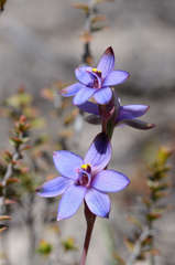 Thelymitra azurea
