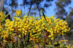 Acacia hakeoides
