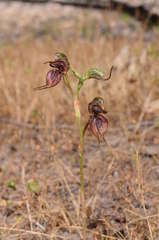 Pterostylis cheraphila