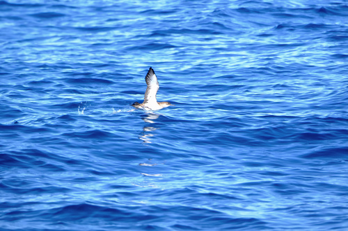 Puffinus puffinus, 2026-10-25