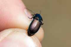 Poecilus versicolor