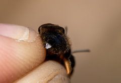 Andrena apicata