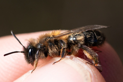 Andrena apicata
