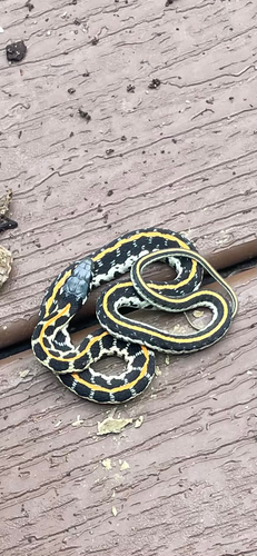 Black-necked Garter Snake