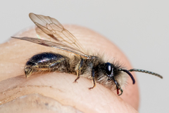 Andrena apicata