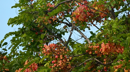 Cassia javanica observed 2026-10-25