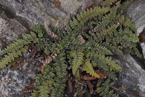 Myriopteris gracillima observed 2026-10-24
