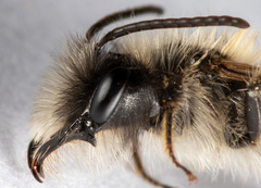 Andrena apicata