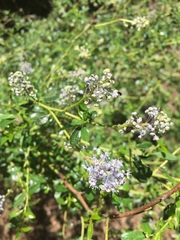 Ceanothus parvifolius