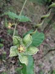 Gonolobus incerianus