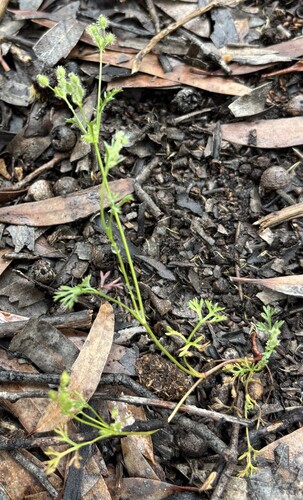 Daucus glochidiatus observed 2026-10-25