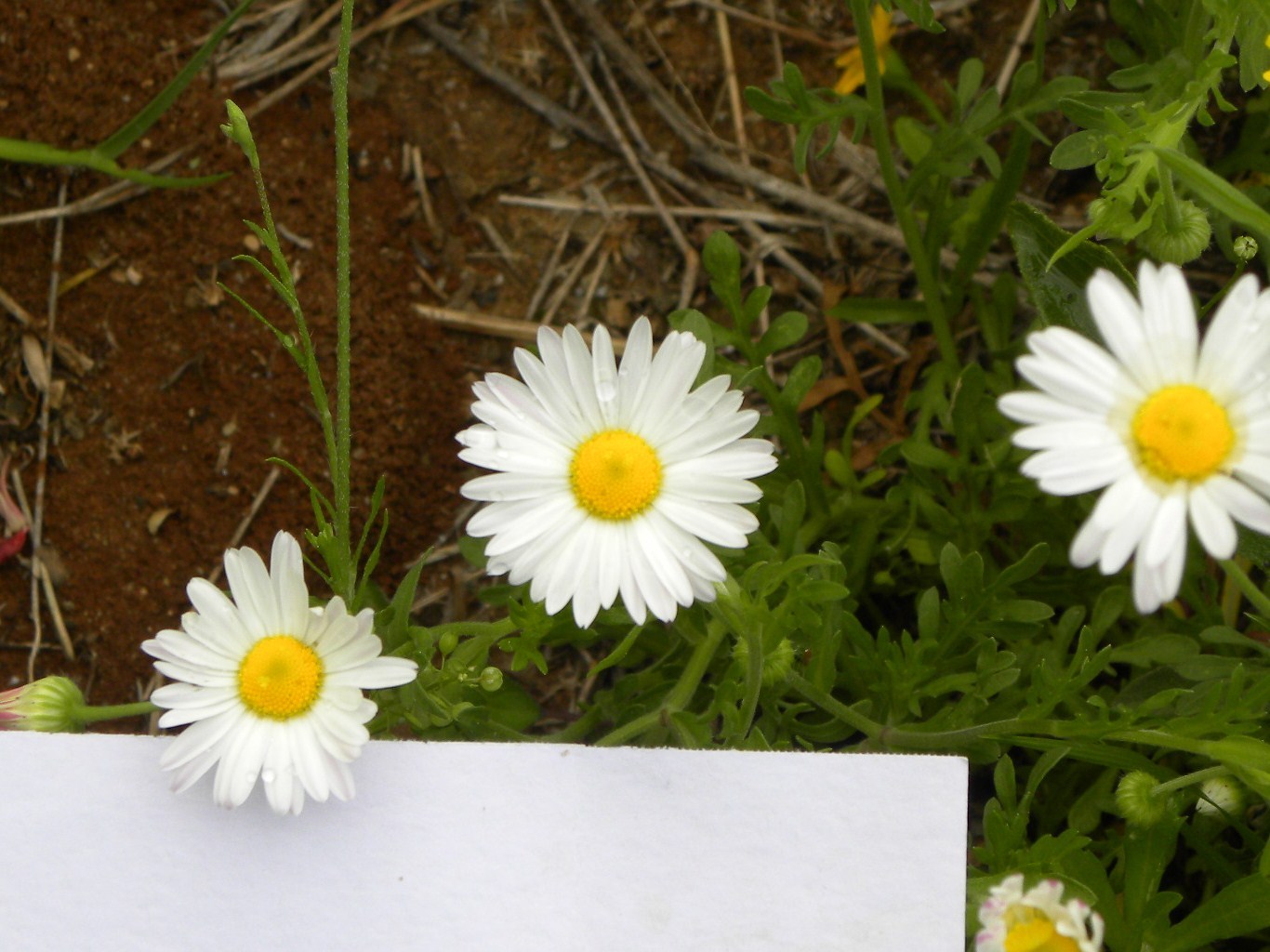 Aphanostephus