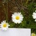 Lazy Daisy - Photo (c) CH Hemphill, some rights reserved (CC BY-NC), uploaded by CH Hemphill