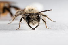 Andrena apicata