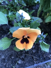 Viola × wittrockiana