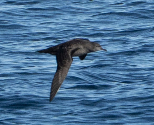 Puffinus griseus observed 2026-10-25