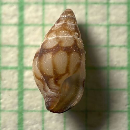 Astyris lunata observed 2026-10-02