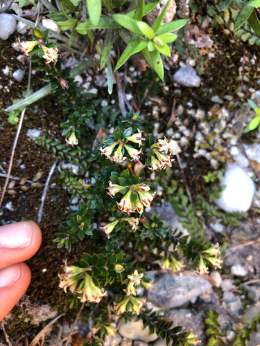 Epacris alpina observed 2026-10-24