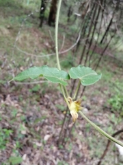 Gonolobus incerianus