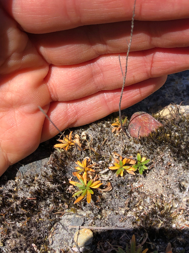 Wahlenbergia albomarginata observed 2026-10-24