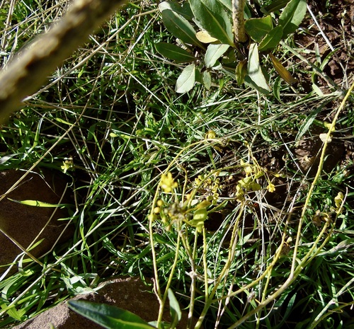Isatis tinctoria observed 2026-10-25