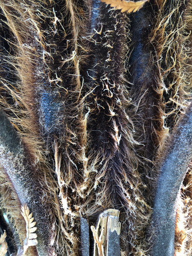 Dicksonia squarrosa observed 2026-10-24
