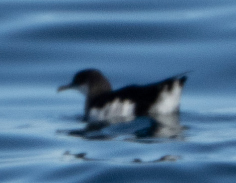 Puffinus puffinus, 2026-10-25