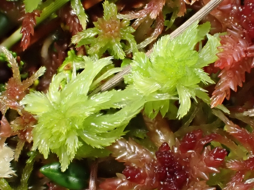 Sphagnum cuspidatum observed 2026-10-24