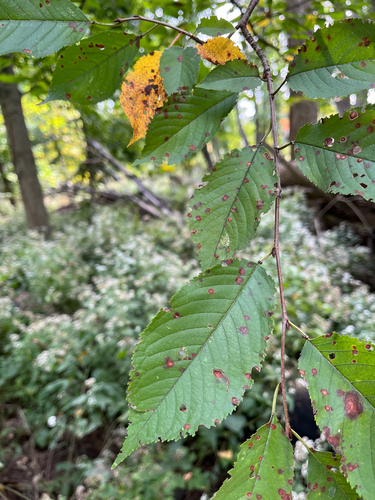 Cherry Shot Hole