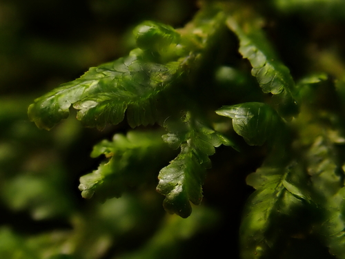 Homalia trichomanoides observed 2026-10-25