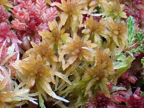 Sphagnum fuscum observed 2026-10-24