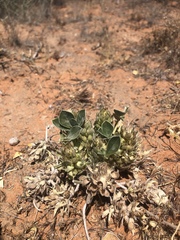 Pediomelum castoreum