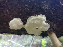 Heterobasidion parviporum