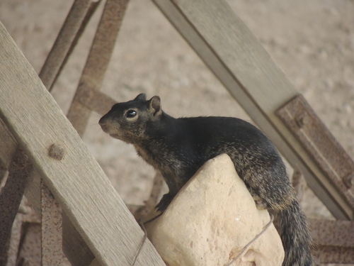 Texas Rock Squirrel